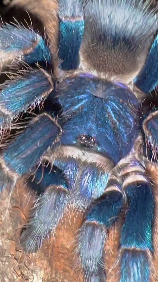 TikTok video thumbnail by westsidereptiles