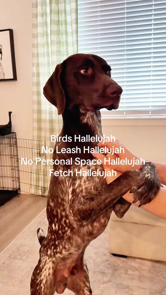 TikTok video thumbnail by moose_thegsp