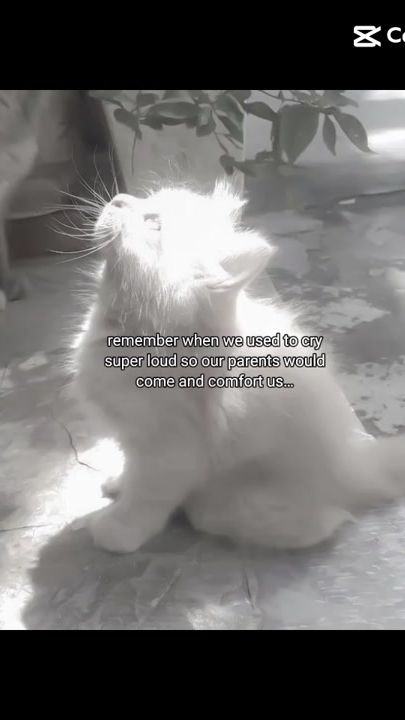 TikTok video thumbnail by starry_roze
