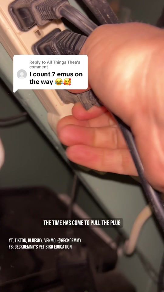 TikTok video thumbnail by geckoemmy