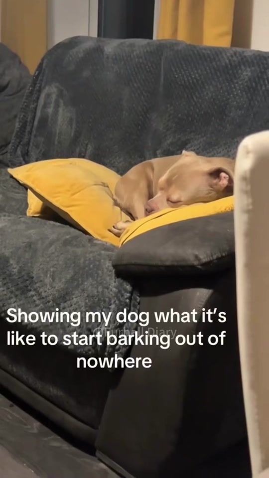 TikTok video thumbnail by furball.diary