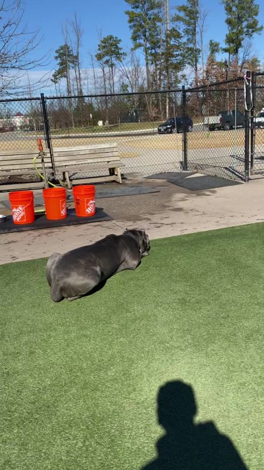 TikTok video thumbnail by irongates_canecorso