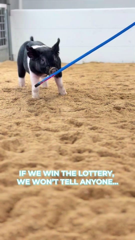 TikTok video thumbnail by knauth.showpigs