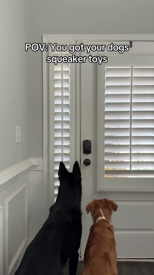 TikTok video thumbnail by mydogsdope