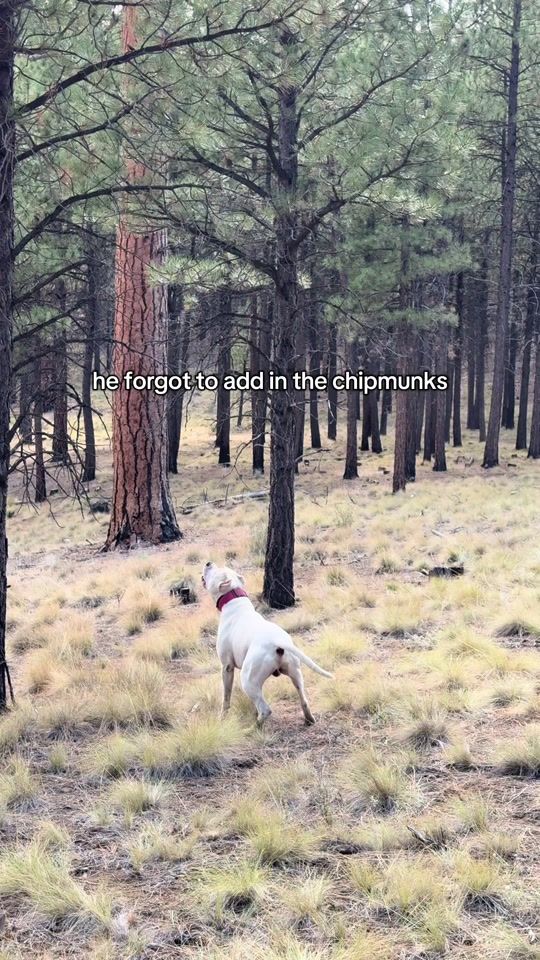 TikTok video thumbnail by pivo.drez.thedogo