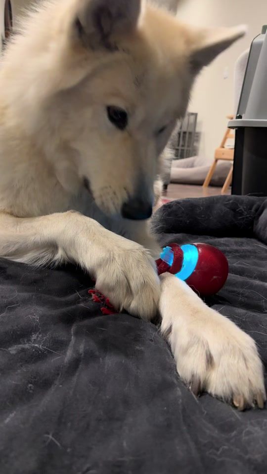 TikTok video thumbnail by happywolf__