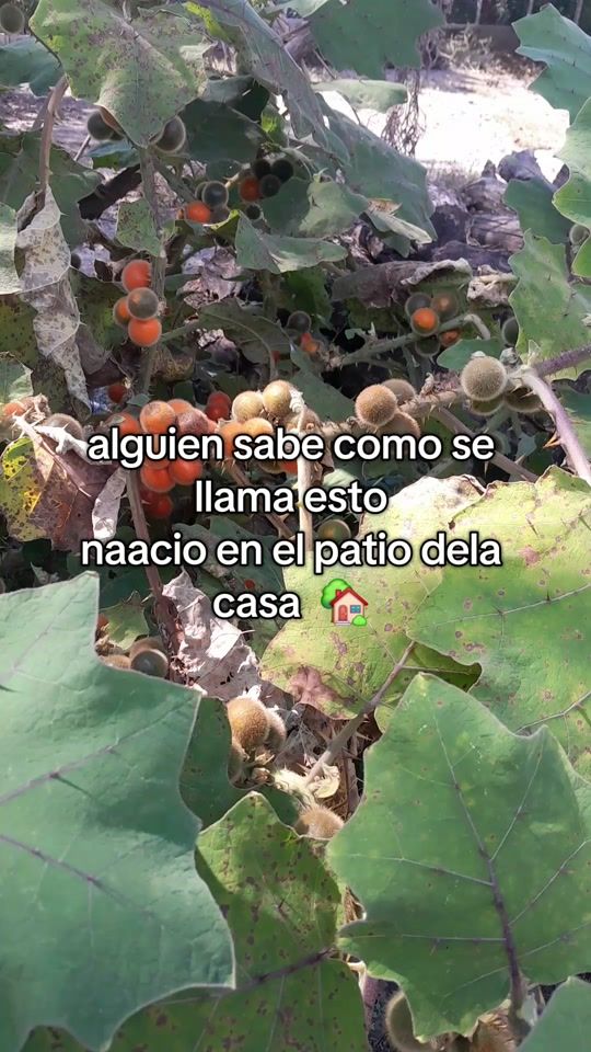 TikTok video thumbnail by castro_mendoza2