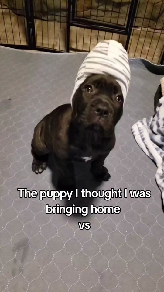 TikTok video thumbnail by salmoncreek.canecorso