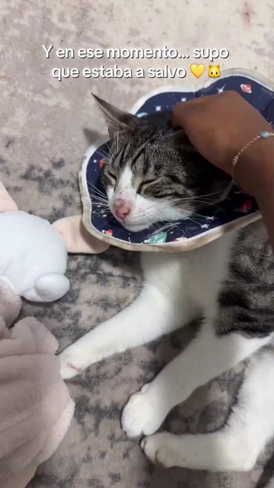 TikTok video thumbnail by rubi.and.simba