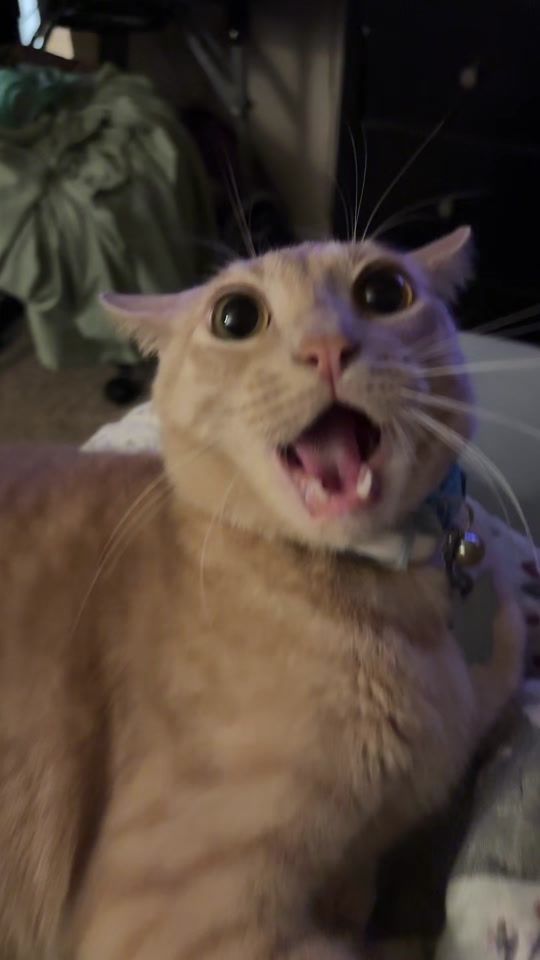 TikTok video thumbnail by bivilailey