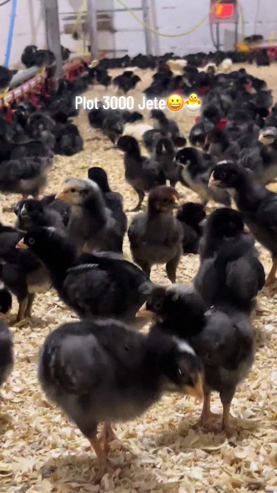 TikTok video thumbnail by hatijafarm