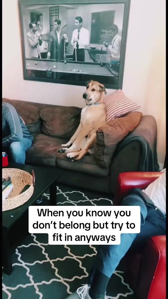 TikTok video thumbnail by ralph.and.remi