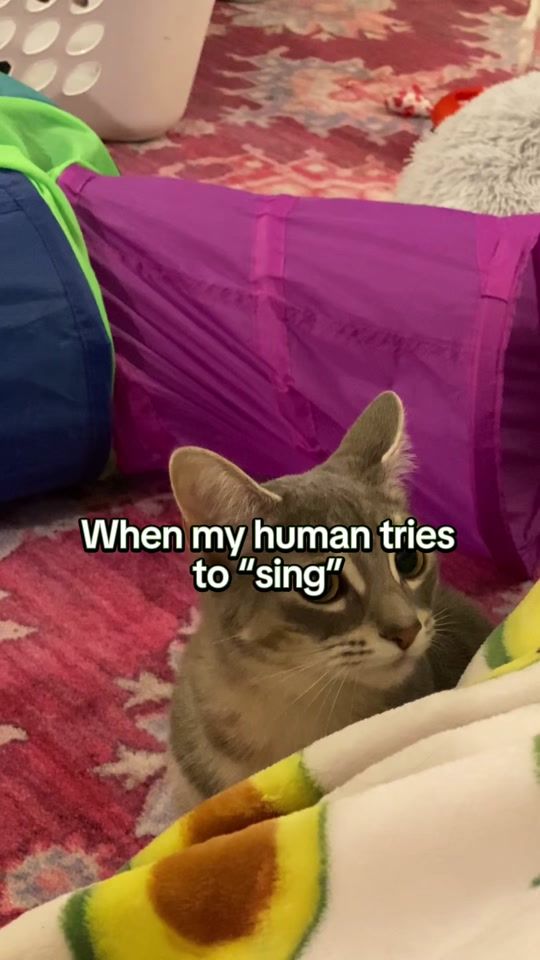 TikTok video thumbnail by pickles_and.olive
