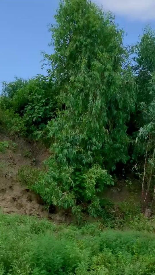 TikTok video thumbnail by saeedtanha211
