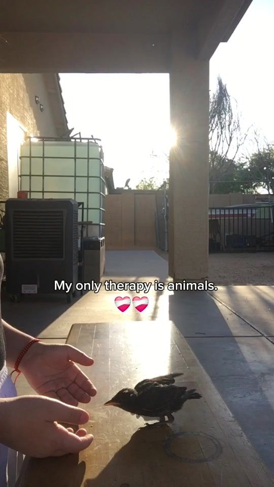 TikTok video thumbnail by lulumoraandjuno