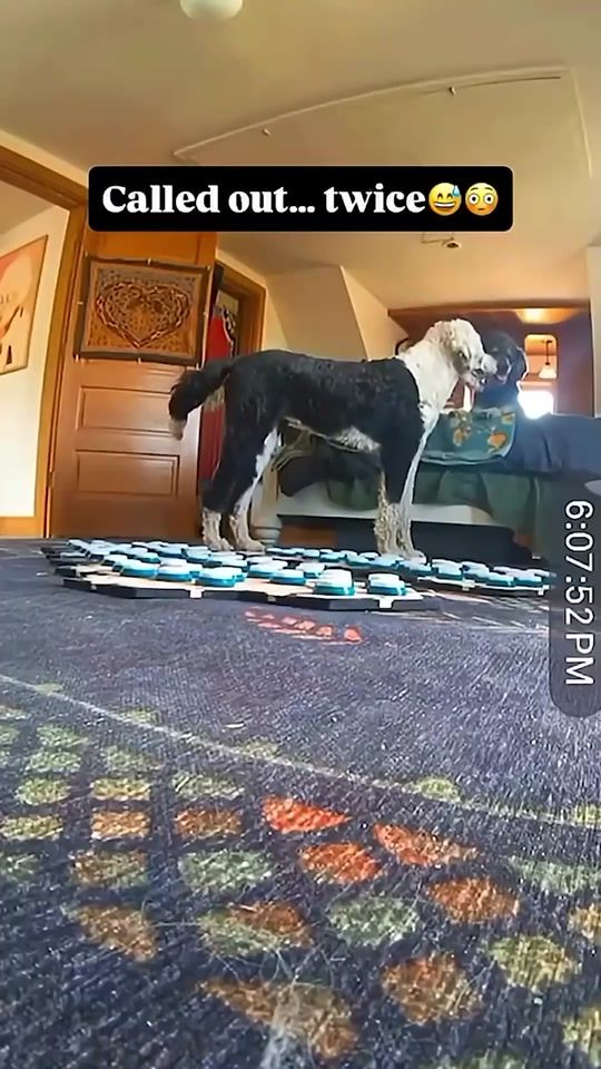 TikTok video thumbnail by whataboutbunny