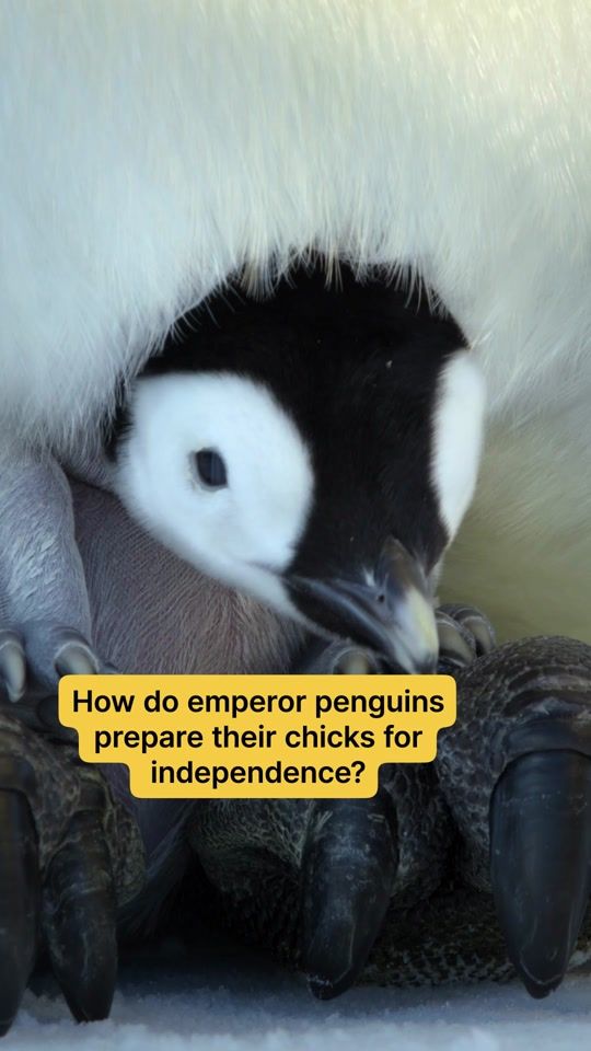 TikTok video thumbnail by natgeoanimals