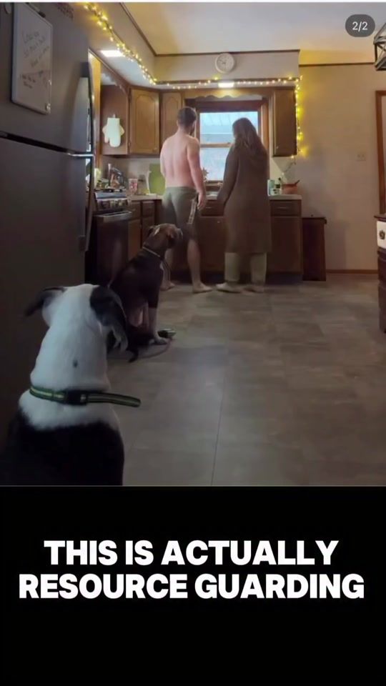 TikTok video thumbnail by sayitoncedogtraining