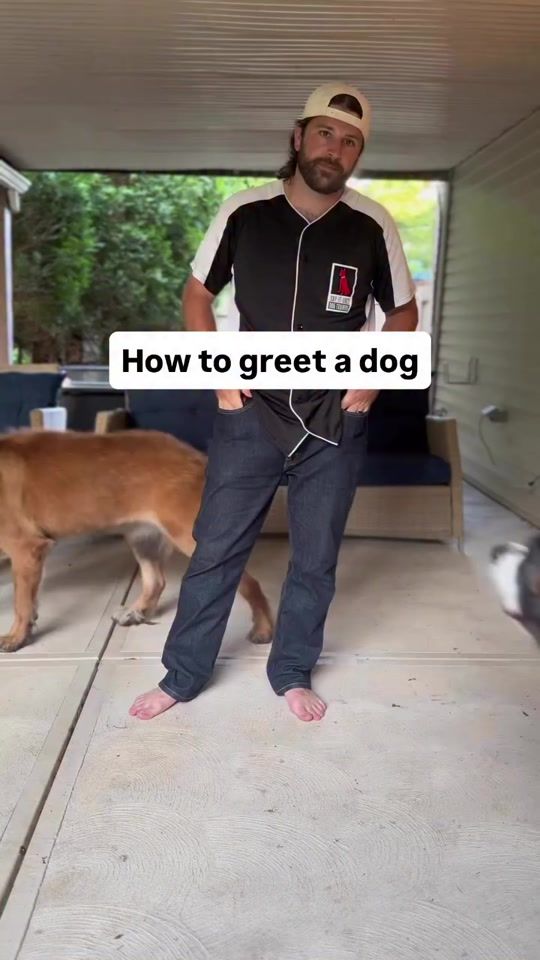 TikTok video thumbnail by sayitoncedogtraining