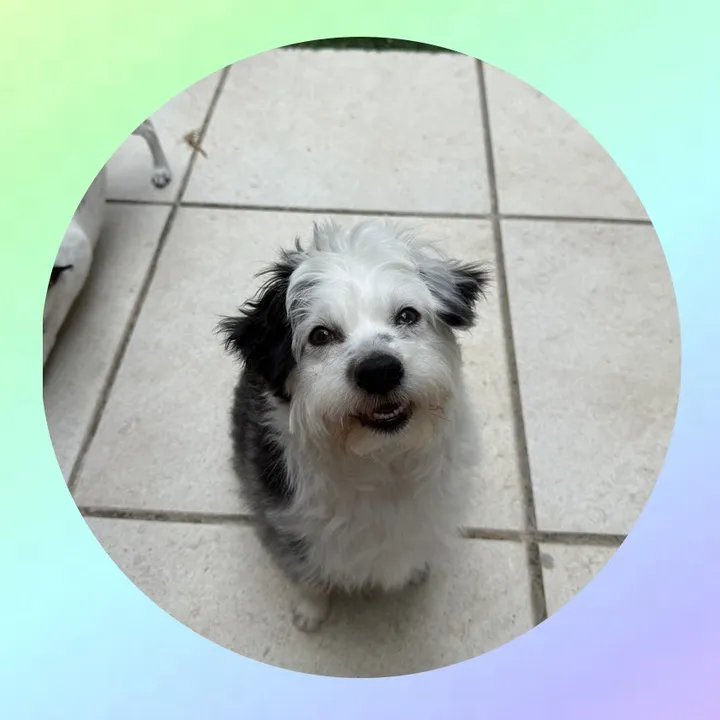 lucyloutheawesomedoodle