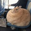 rounddoughball