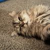 peachythecutecat