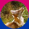 olivedacutefoxy4