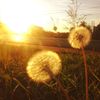 eliana.meadow