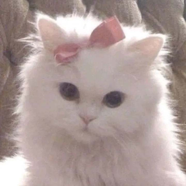 miuvisse