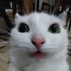 fatuscats