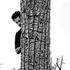 subpop_rockcity