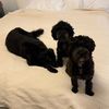 littlepawsociety
