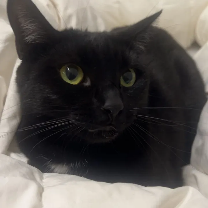 kikositter