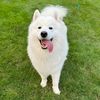 kodathesamoyed1025