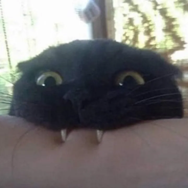@catfanmachinee