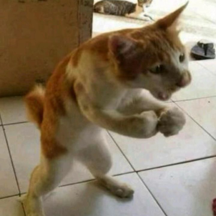 gotcha_gangta