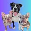 @2frenchiesandastaff