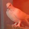 @pigeons_parrots88
