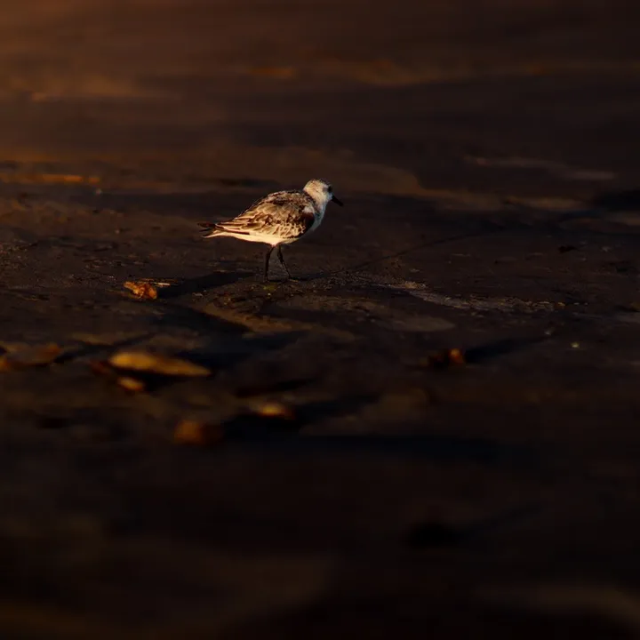 eldritchphotography