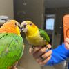 kylethecaique