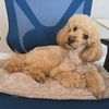 nikothegoldenpoodle