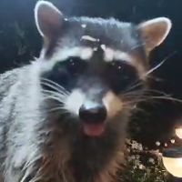 crittersnackstation