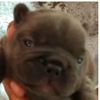 @pibblefamily_2026