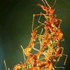 ant.explorerx