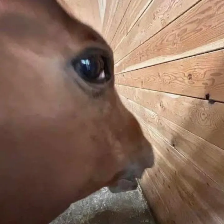 horizonfan