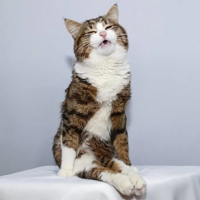 cutefunnypets222