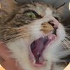 guppythecutecat