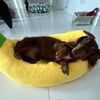bananaislong