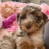 lulubellethedoodle