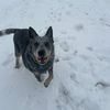 bo.the.blue.heeler